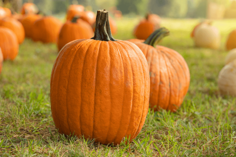 Larger Orange Pumpkin on green Grass